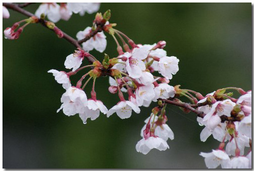 雨上がりの桜の花